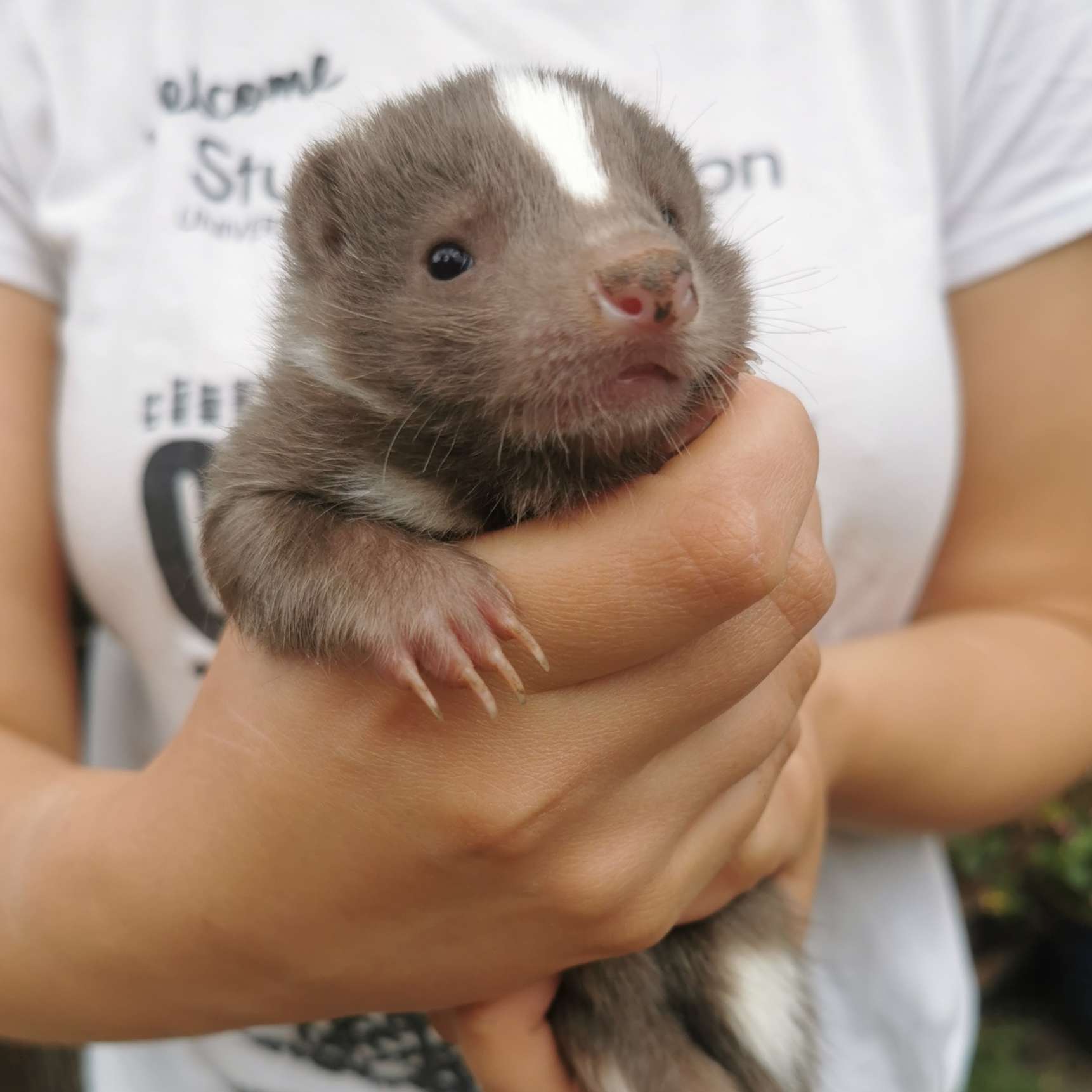 Skunks - EE Breeding